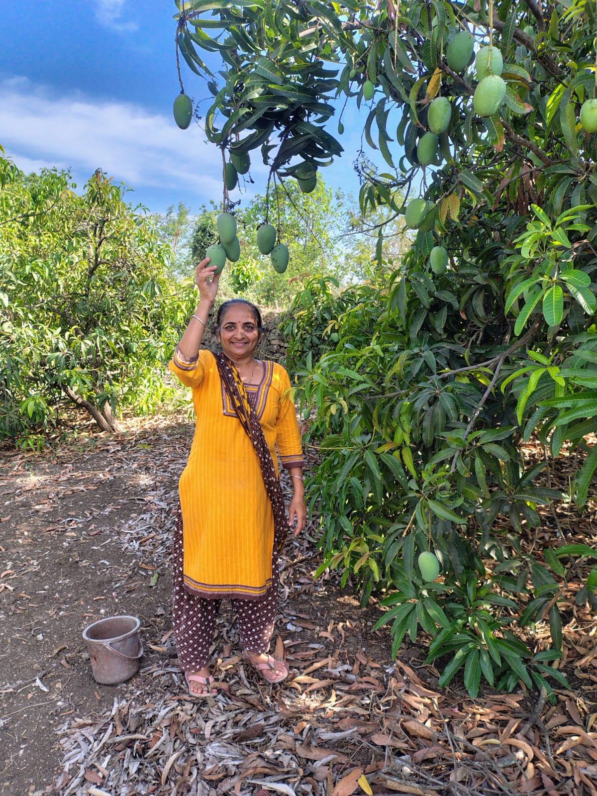 Gir Amrut Kesar Farms tree harvest