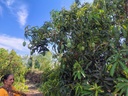 Kesar mangoes on tree