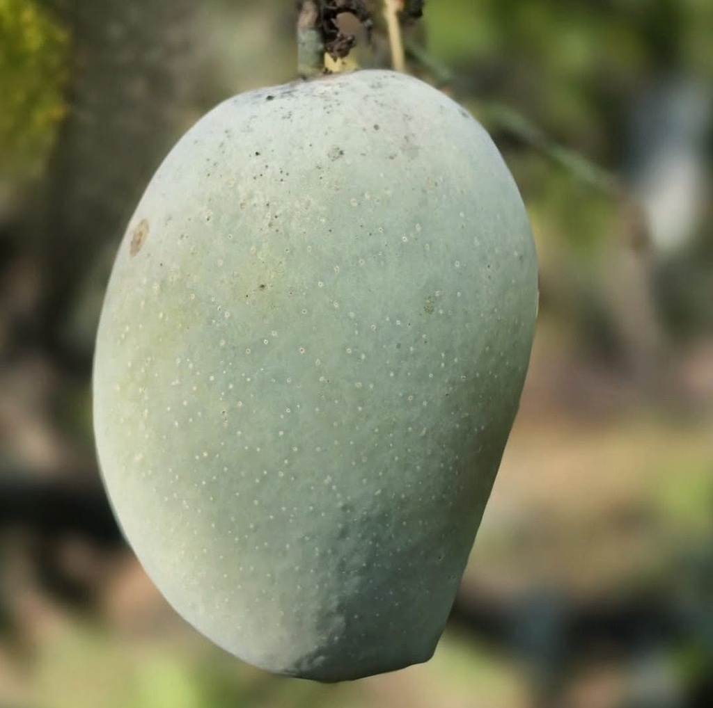 Kesar mango close-up