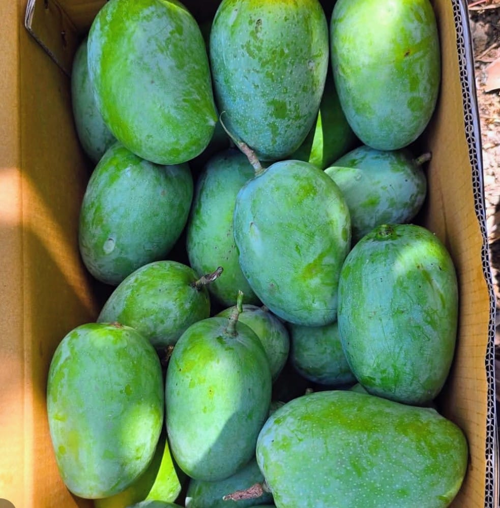 Gir Amrut Natural Kesar Mango Box - 10 KG